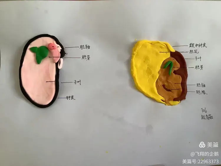 706班菜豆玉米种子结构